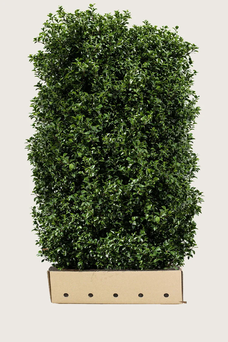 Kristtorn Heckenpracht 200cm Velgrenet | Plantinavia