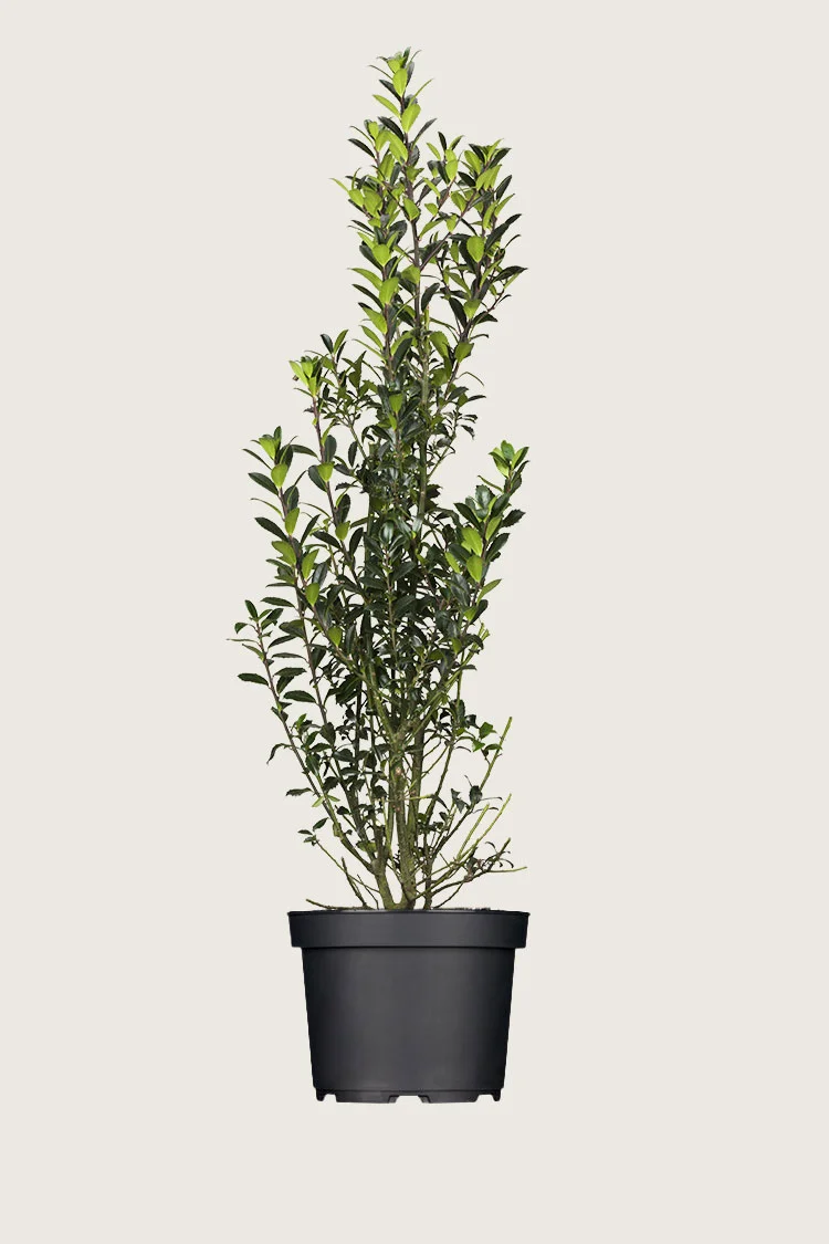 Kristtorn Heckenpracht 200cm Grenet | Plantinavia