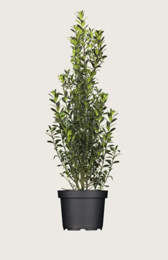 Kristtorn Heckenpracht 200cm Velgrenet | Plantinavia