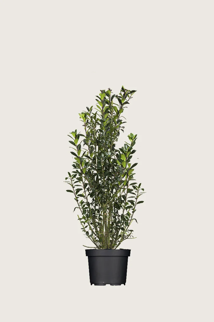 Kristtorn Heckenpracht 80cm Velgrenet | Plantinavia
