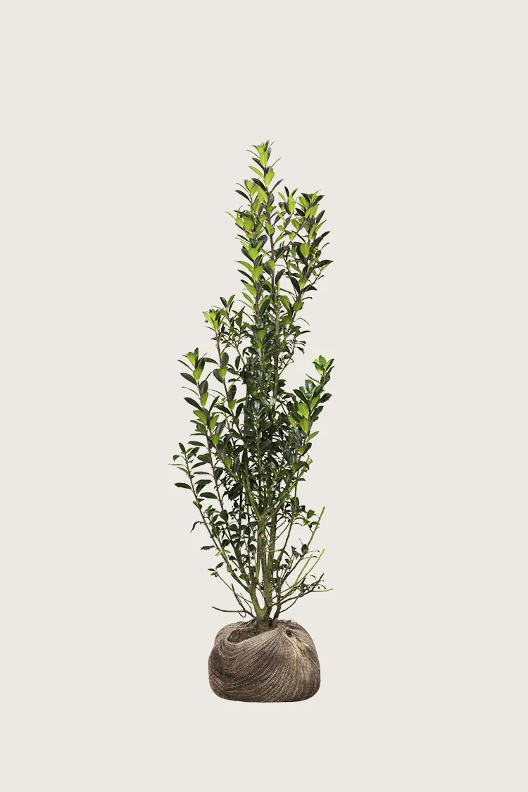 Kristtorn Heckenpracht 125cm Grenet | Plantinavia