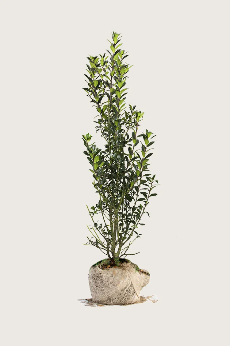 Kristtorn Heckenpracht 250cm Grenet | Plantinavia