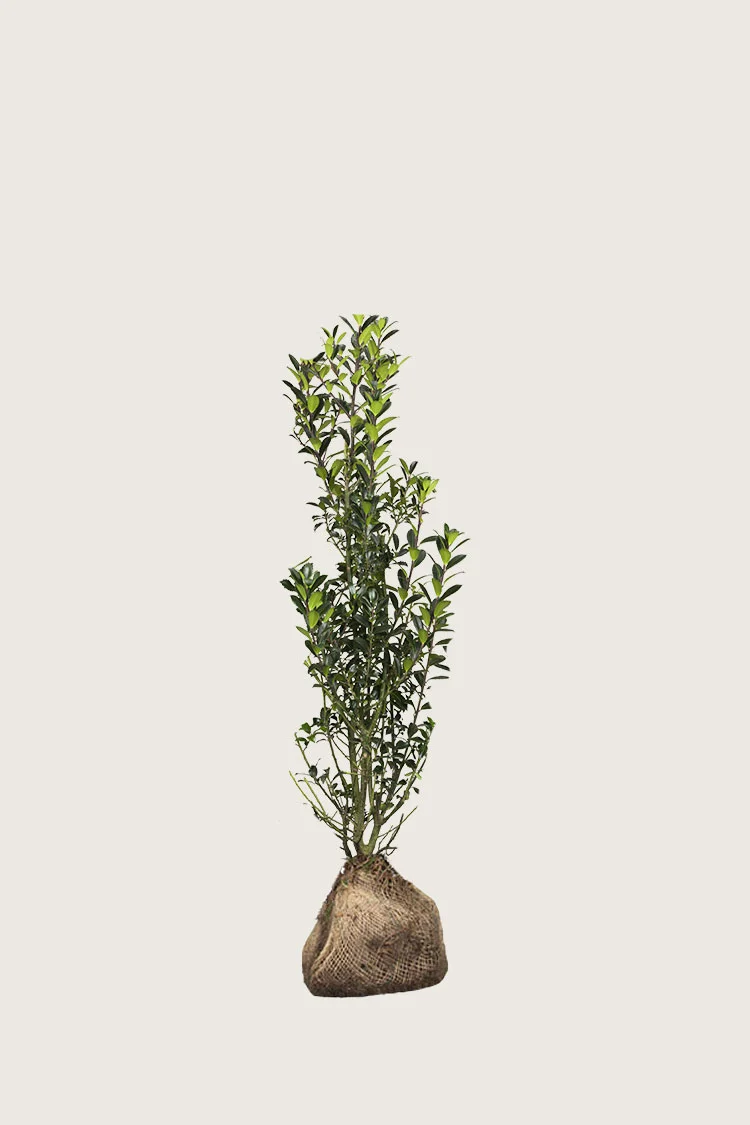 Kristtorn Heckenpracht 40cm Grenet | Plantinavia
