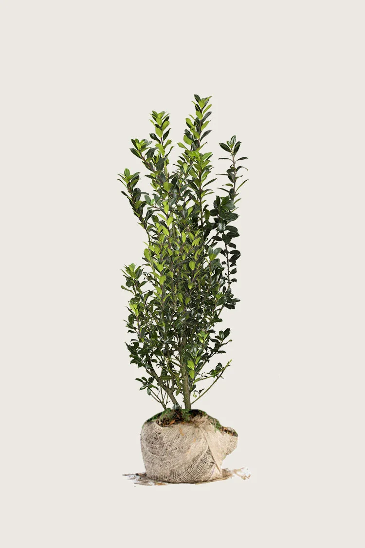 Kristtorn Heckenpracht 125cm Velgrenet | Plantinavia