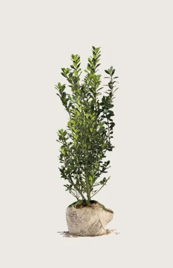 Kristtorn Heckenpracht 150cm Velgrenet | Plantinavia