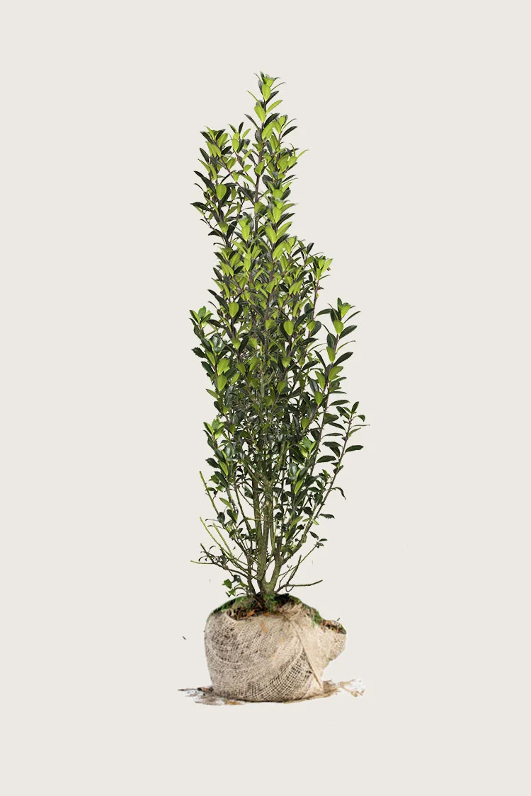Kristtorn Heckenpracht 250cm Velgrenet | Plantinavia