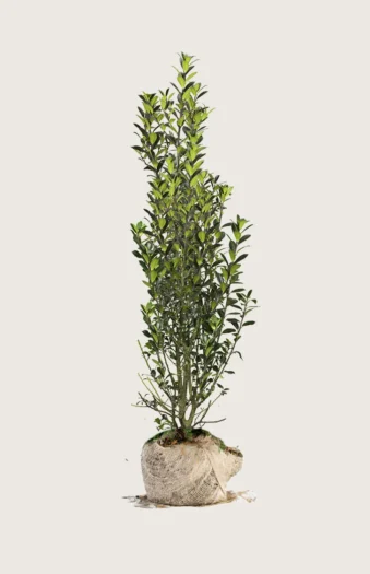 Kristtorn Heckenpracht 350cm Velgrenet | Plantinavia