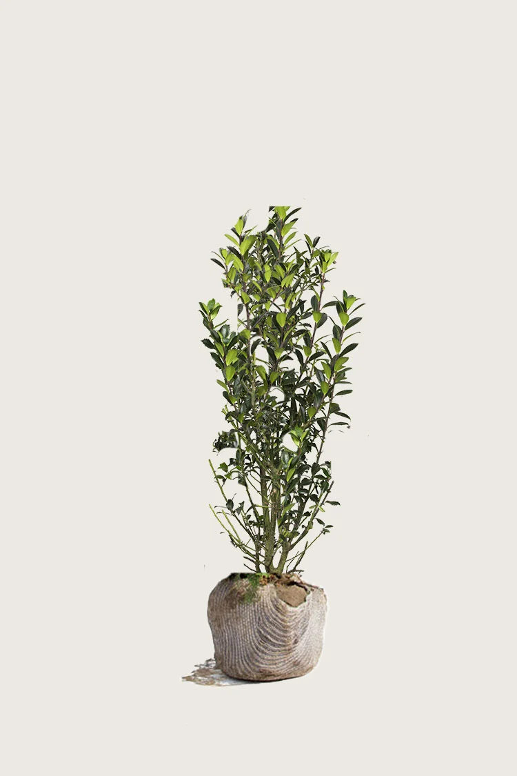 Kristtorn Heckenpracht 80cm Velgrenet | Plantinavia