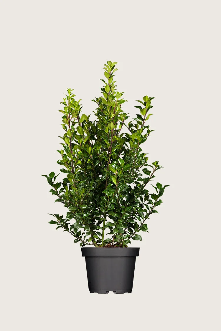 Kristtorn Heckenstar 125cm Grenet | Plantinavia