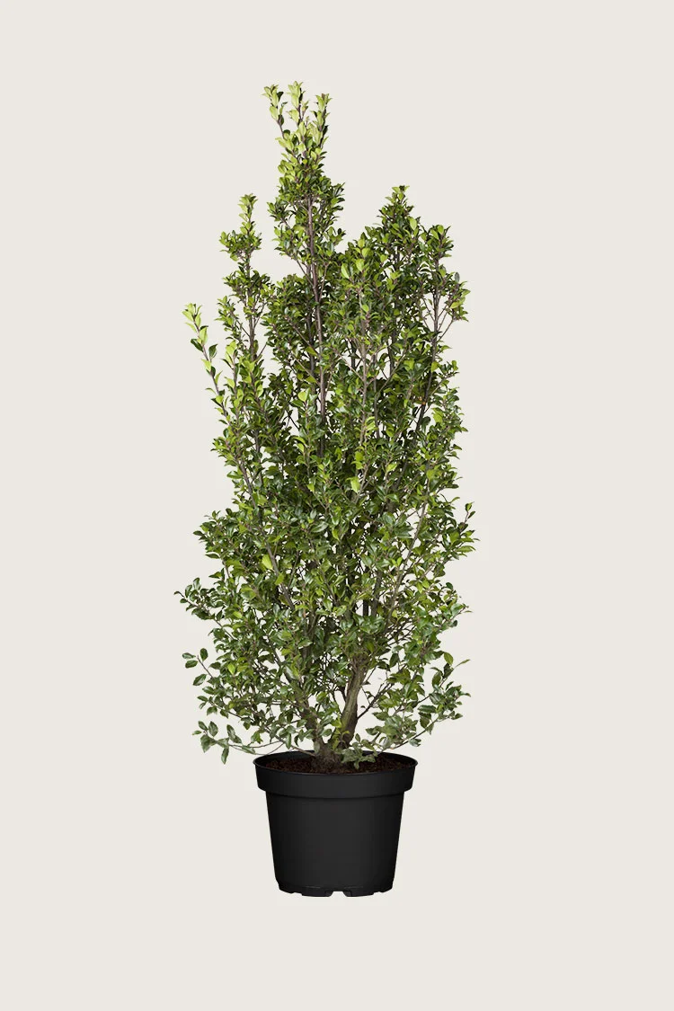 Kristtorn Heckenstar 300cm Grenet | Plantinavia