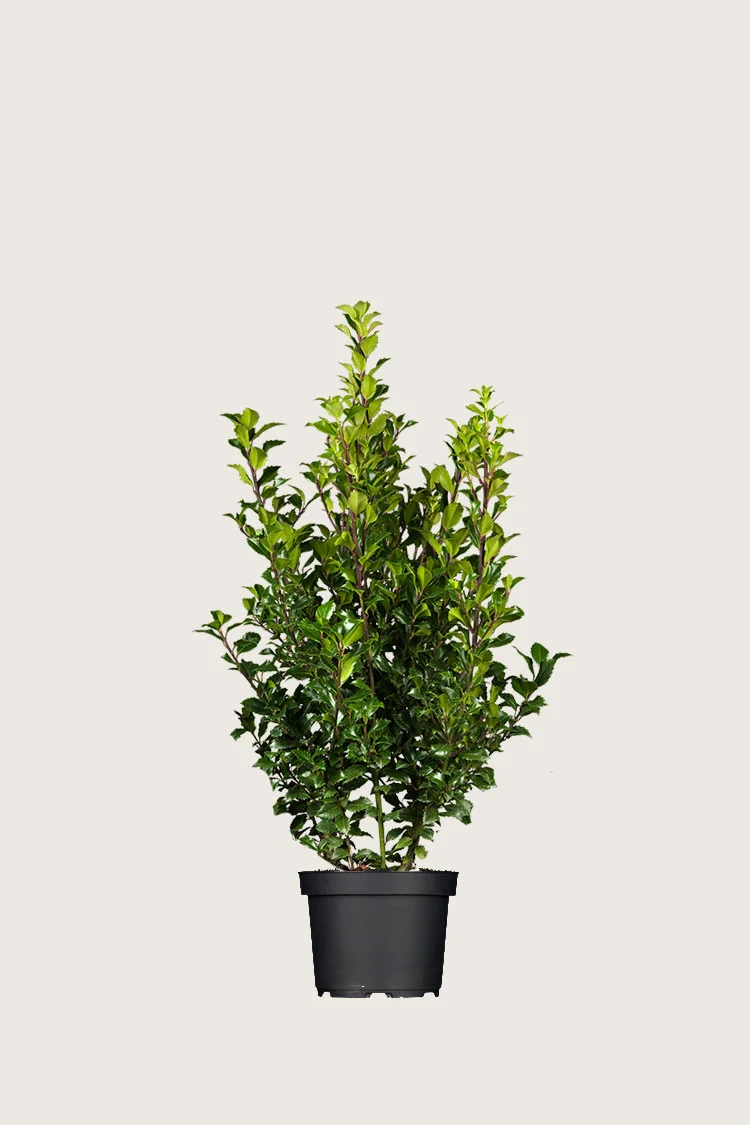 Kristtorn Heckenstar 40cm Grenet | Plantinavia
