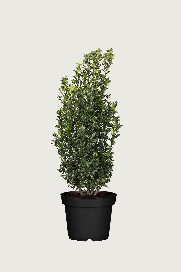 Kristtorn Heckenstar 150cm Velgrenet | Plantinavia