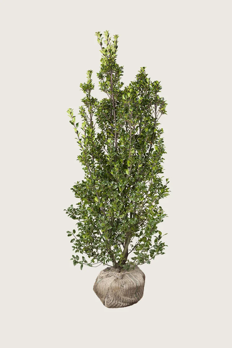 Kristtorn Heckenstar 350cm Grenet | Plantinavia