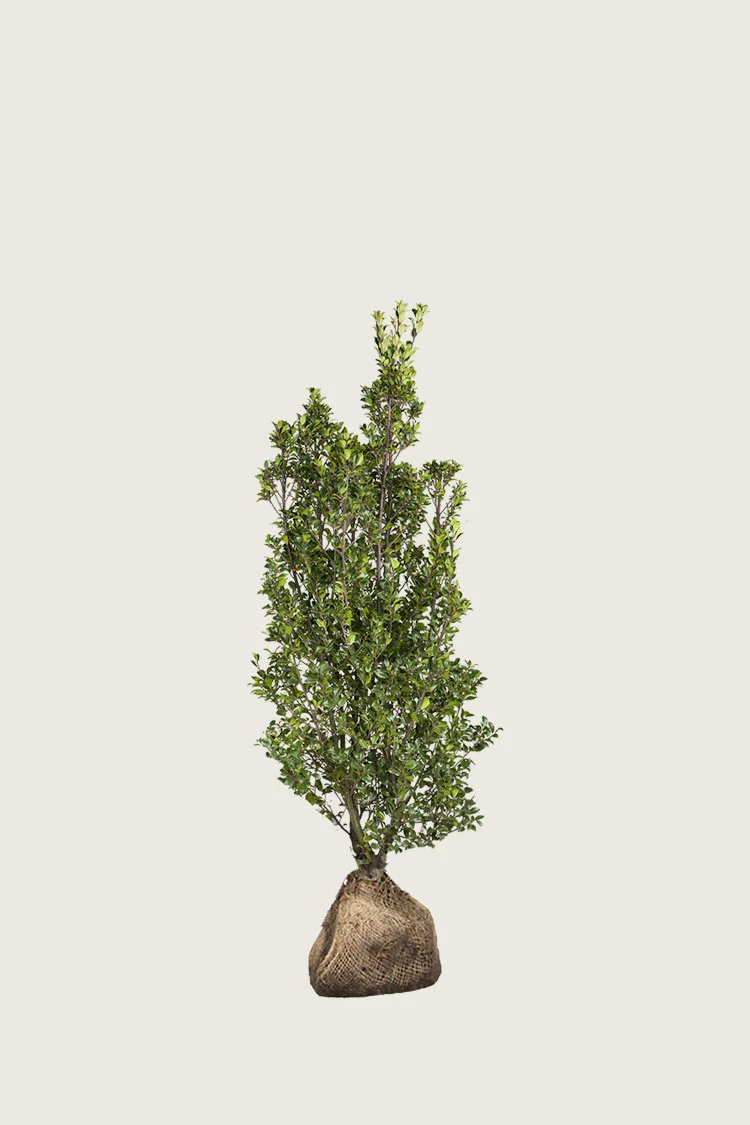 Kristtorn Heckenstar 40cm Grenet | Plantinavia