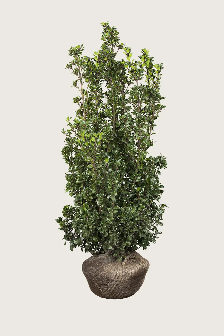 Kristtorn Heckenstar 350cm Velgrenet | Plantinavia