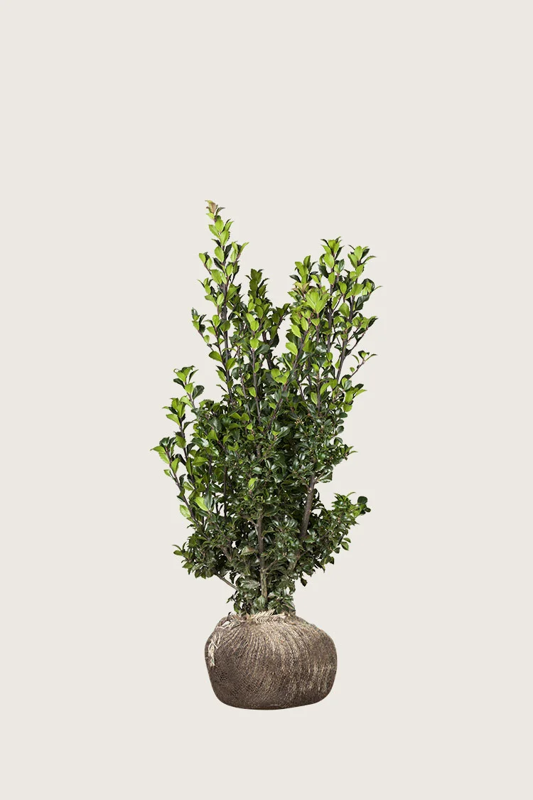 Kristtorn Heckenstar 80cm Velgrenet | Plantinavia