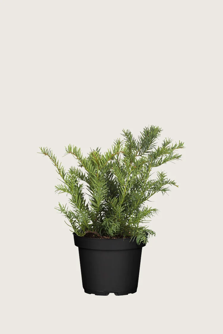 Krypbarlind 25cm Grenet | Plantinavia