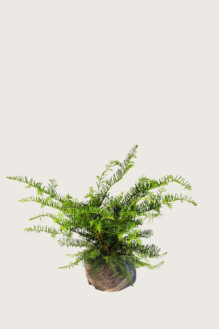 Krypbarlind 30cm Velgrenet | Plantinavia