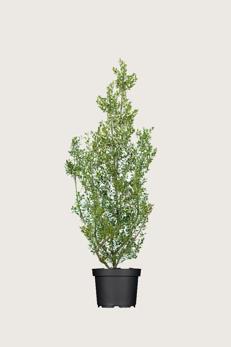 Kystkristtorn Alaska 300cm Grenet | Plantinavia