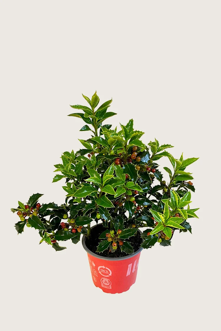 Kystkristtorn Alaska 40cm Grenet | Plantinavia