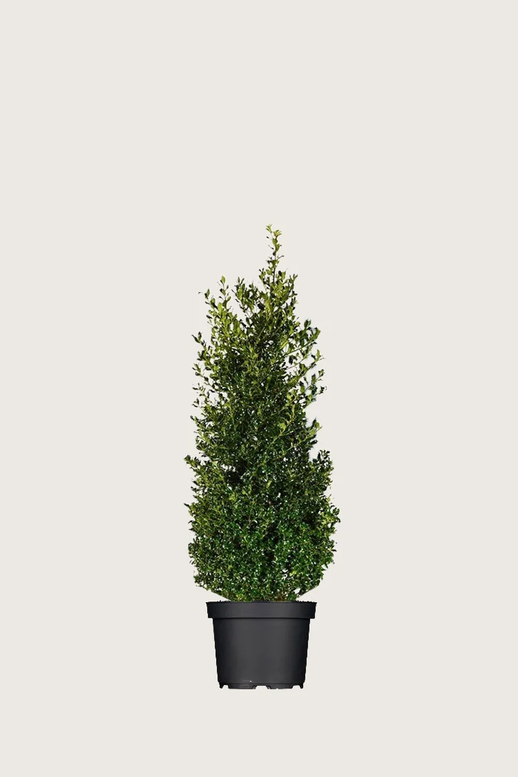 Kystkristtorn Alaska 100cm Velgrenet | Plantinavia