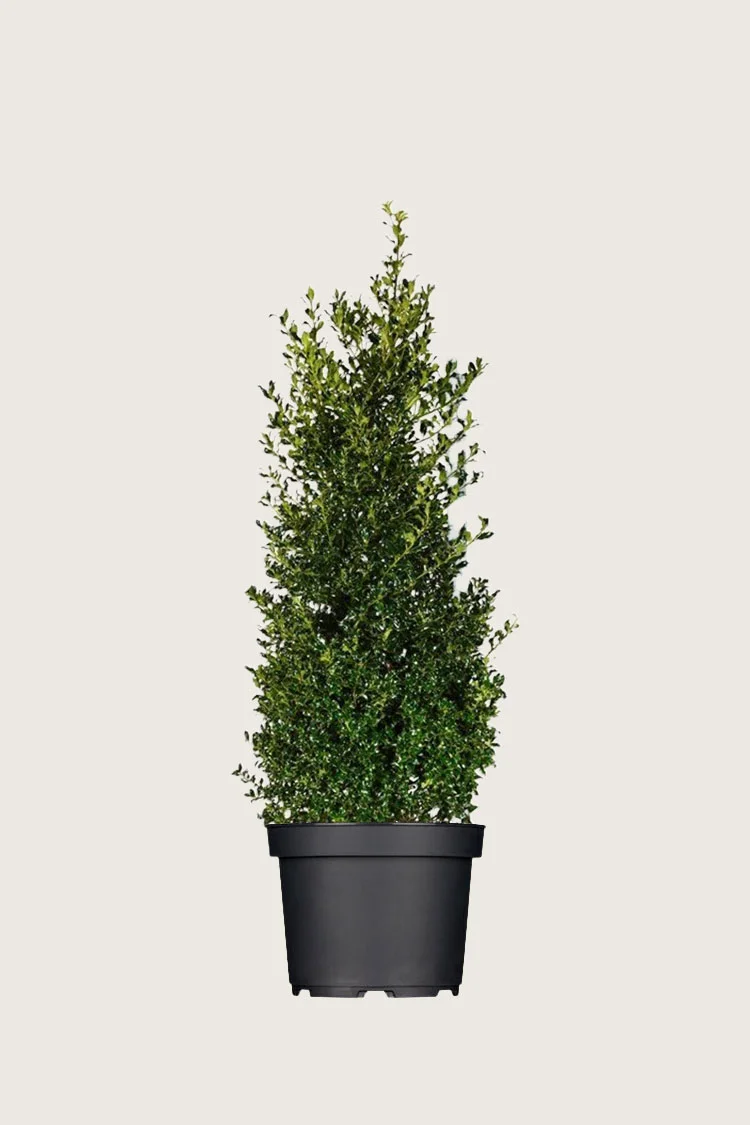 Kystkristtorn Alaska 125cm Velgrenet | Plantinavia