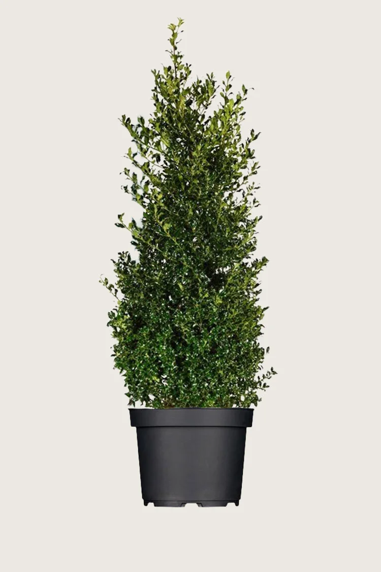 Kystkristtorn Alaska 300cm Velgrenet | Plantinavia