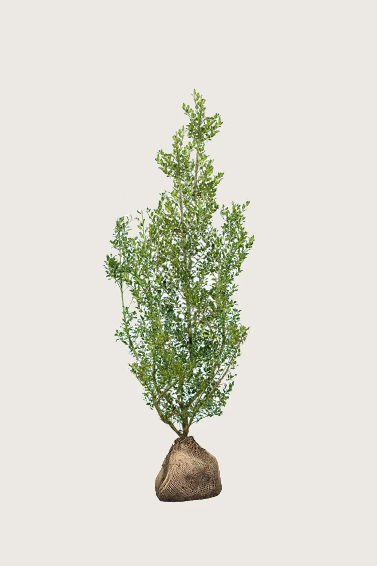 Kystkristtorn Alaska 150cm Grenet | Plantinavia