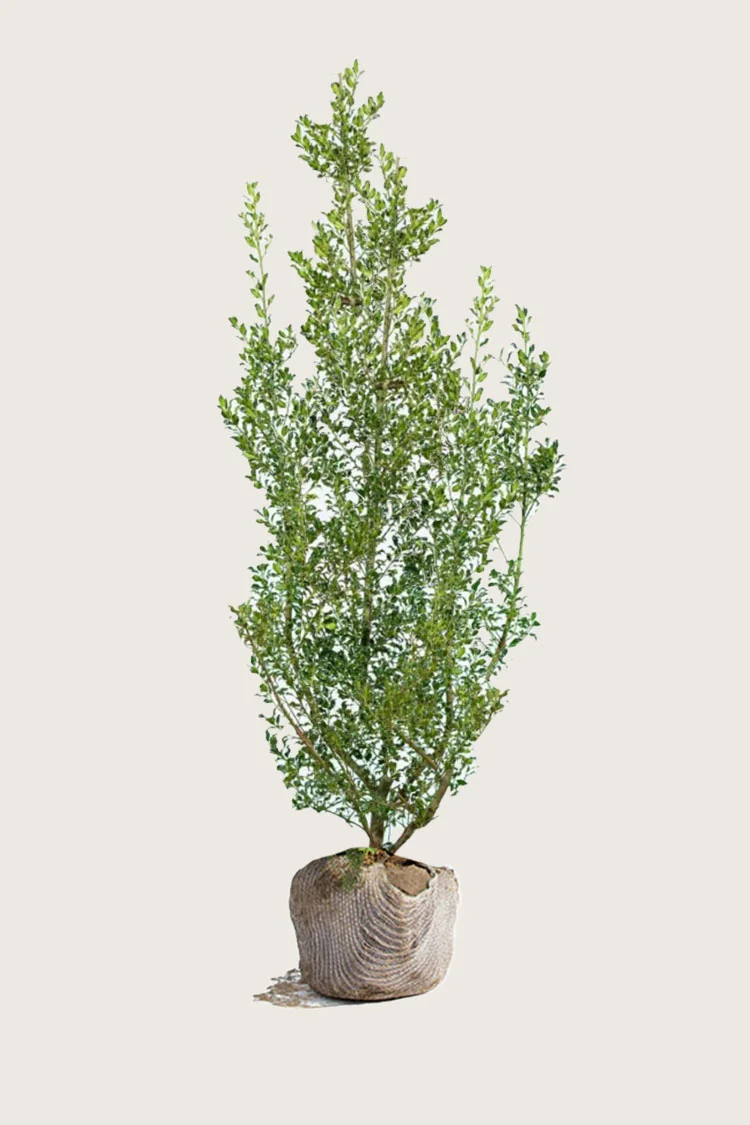 Kystkristtorn Alaska 225cm Grenet | Plantinavia