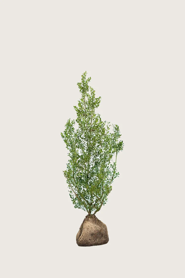 Kystkristtorn Alaska 80cm Grenet | Plantinavia