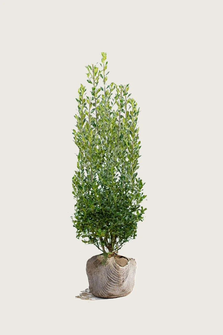 Kystkristtorn Alaska 150cm Velgrenet | Plantinavia