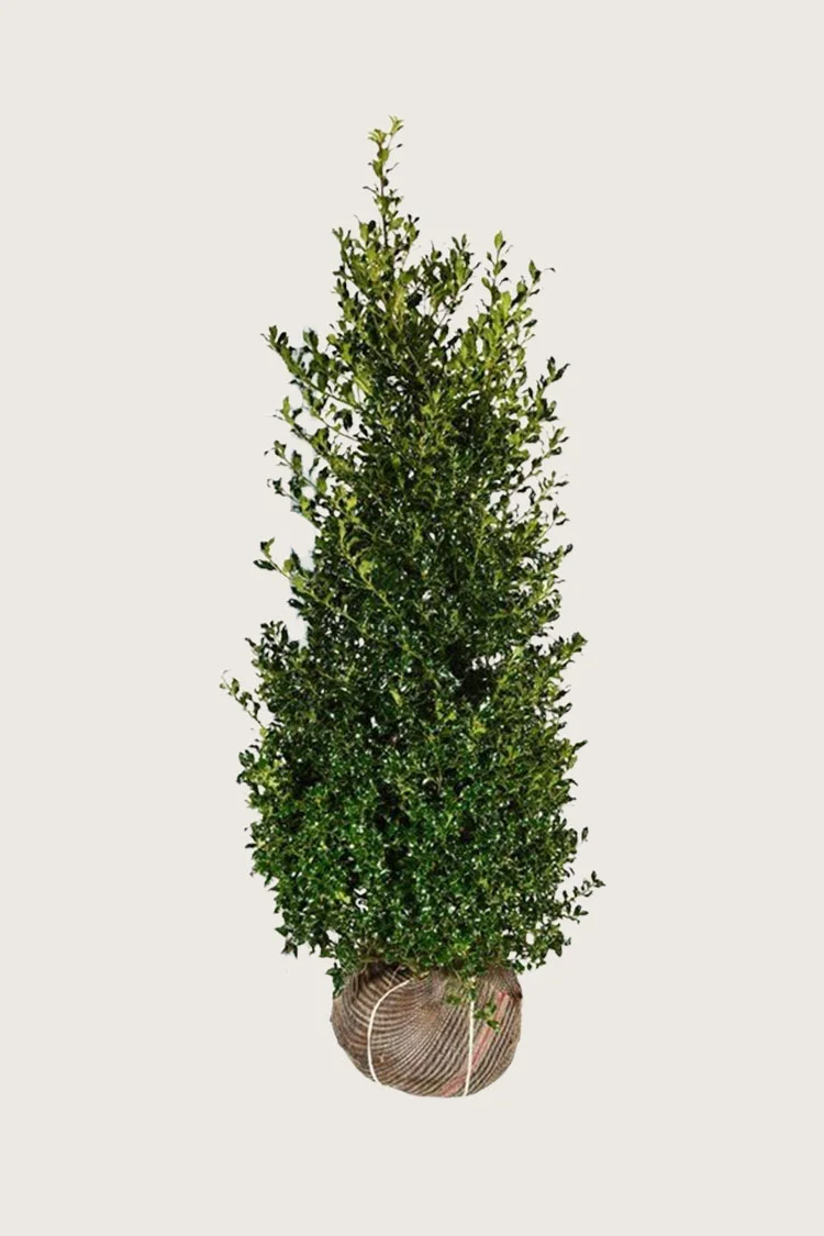 Kystkristtorn Alaska 200cm Velgrenet | Plantinavia