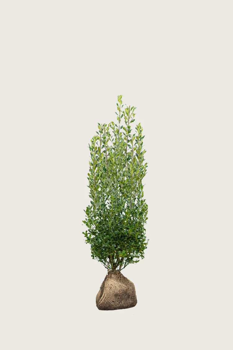 Kystkristtorn Alaska 40cm Velgrenet | Plantinavia