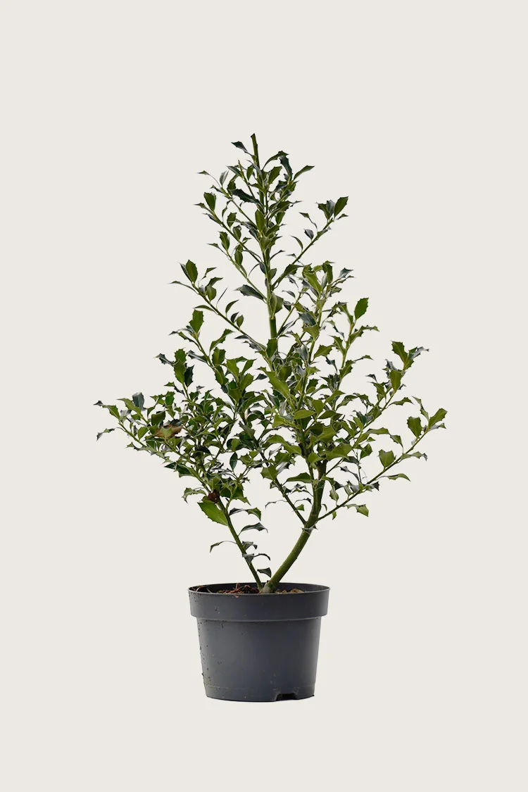 Kystkristtorn 150cm Grenet | Plantinavia
