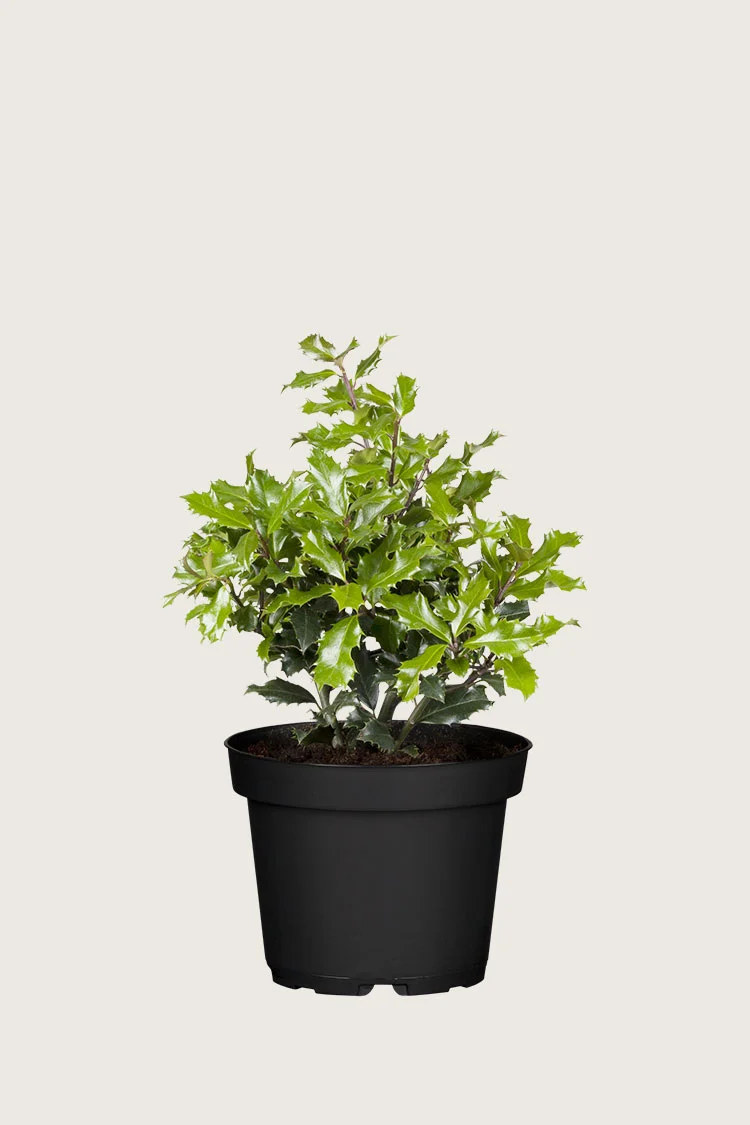 Kystkristtorn 60cm Grenet | Plantinavia