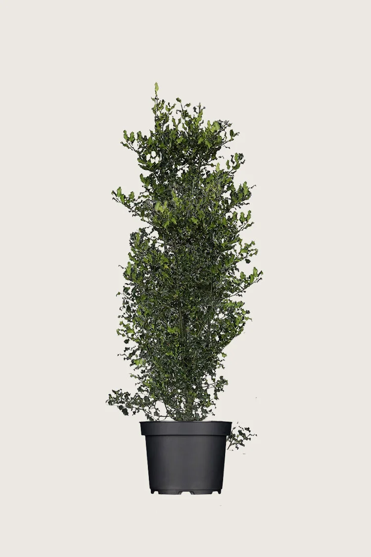Kystkristtorn 125cm Velgrenet | Plantinavia