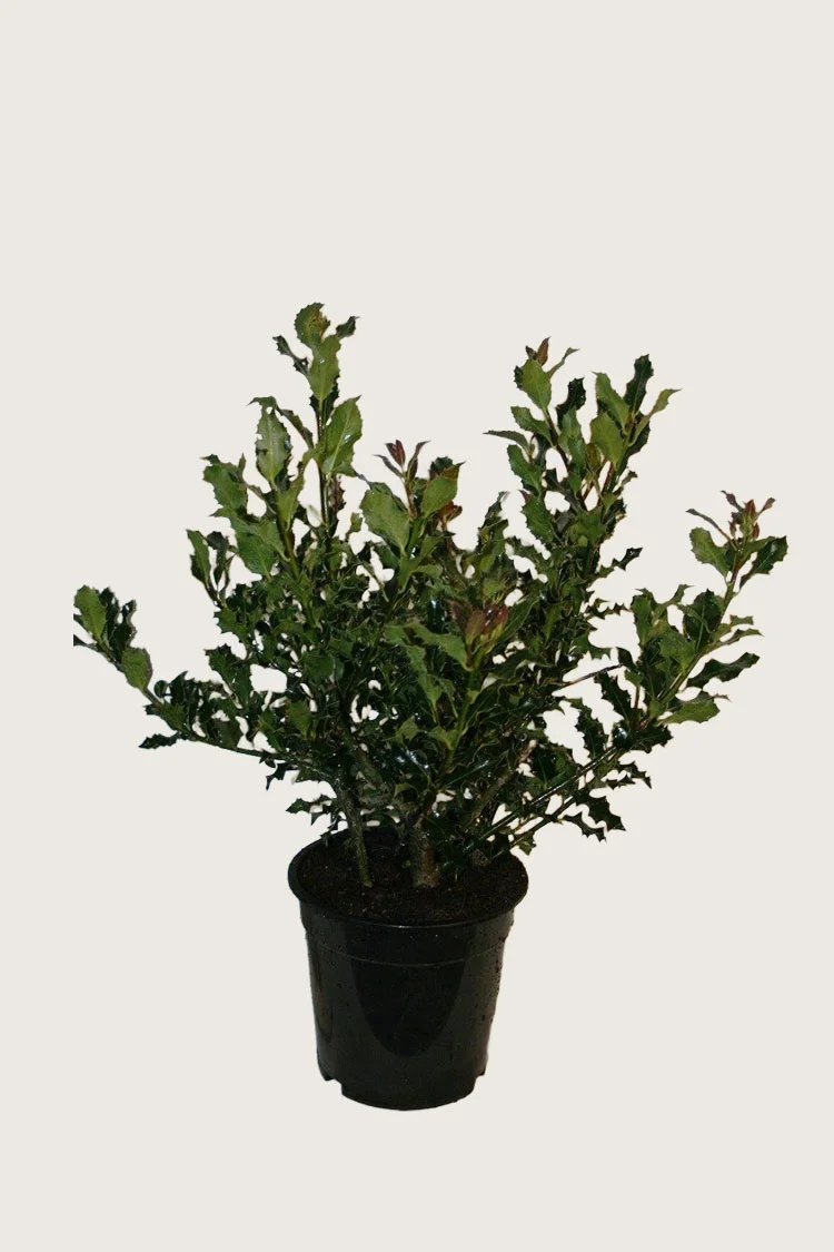 Kystkristtorn 60cm Velgrenet | Plantinavia