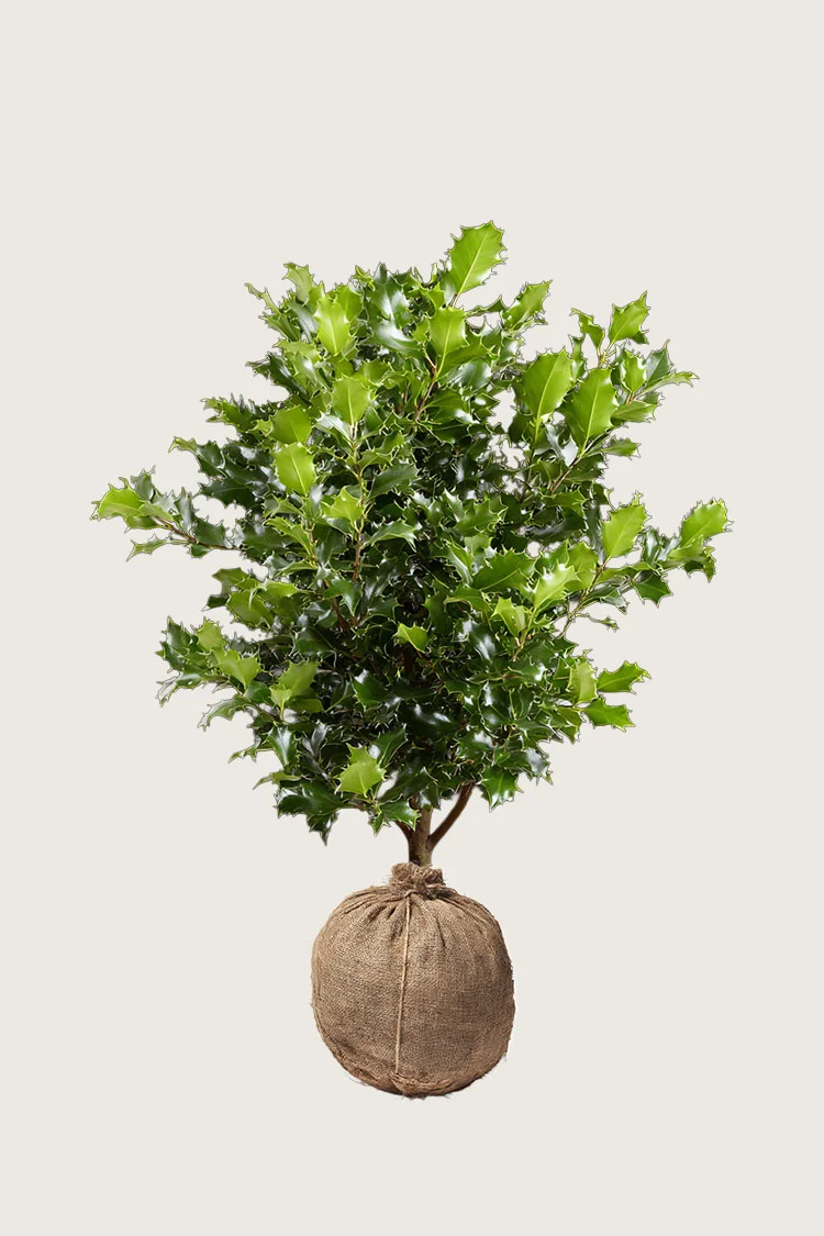 Kystkristtorn 100cm Grenet | Plantinavia