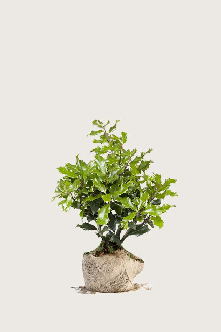 Kystkristtorn 40cm Grenet | Plantinavia