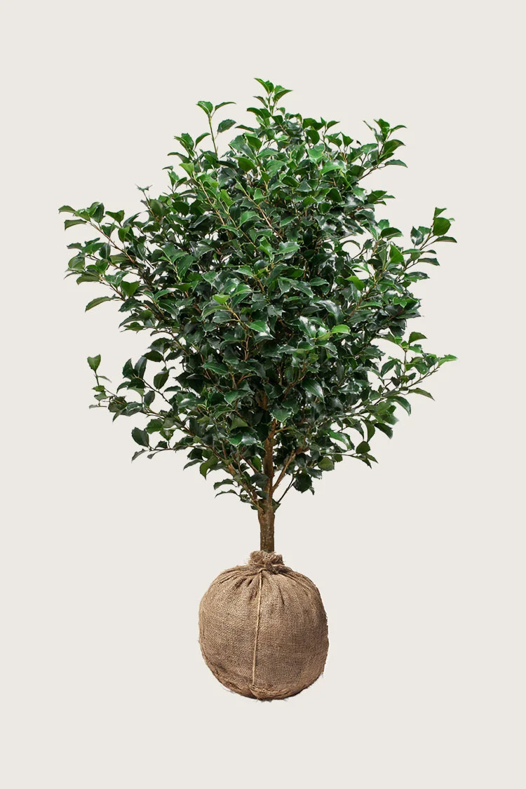 Kystkristtorn 225cm Velgrenet | Plantinavia