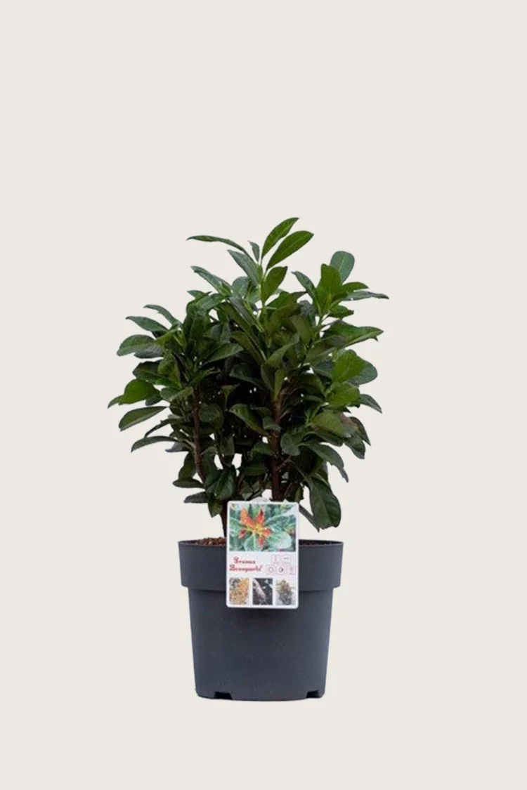 Laurbærhegg Bonaparte 40cm Grenet | Plantinavia