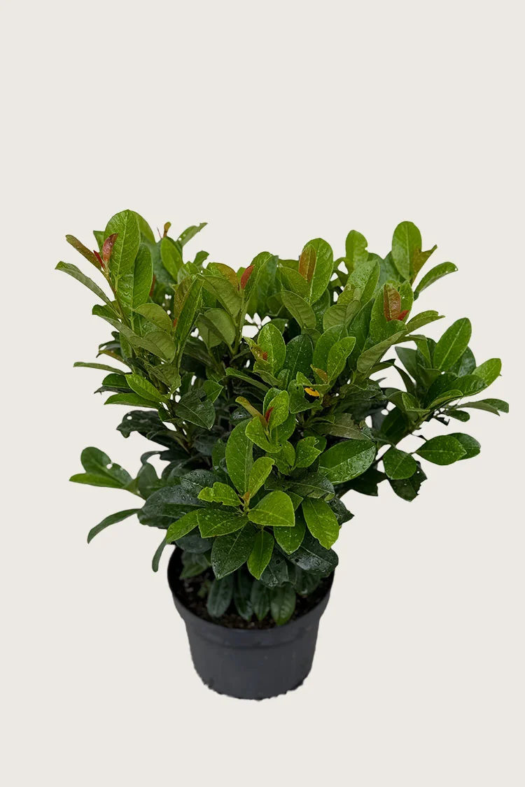 Laurbærhegg Bonaparte 60cm Velgrenet | Plantinavia