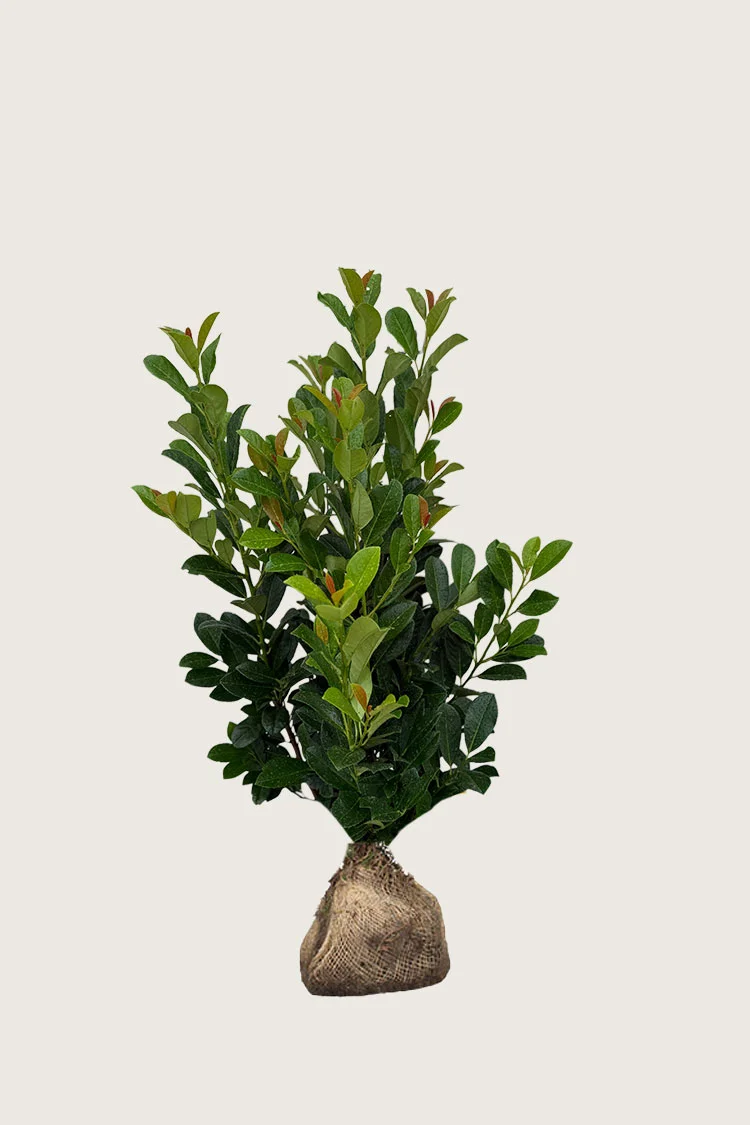 Laurbærhegg Bonaparte 100cm Grenet | Plantinavia