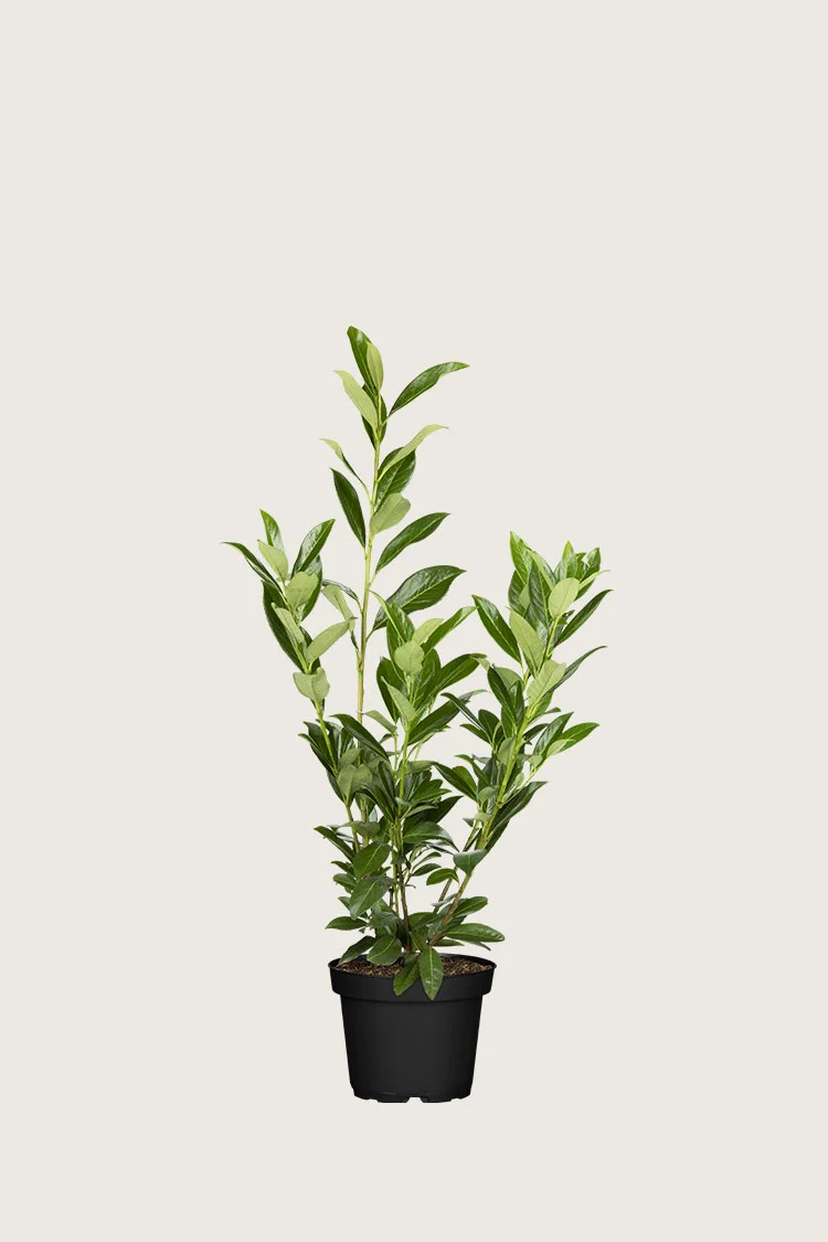 Laurbærhegg Caucasica 100cm Grenet | Plantinavia