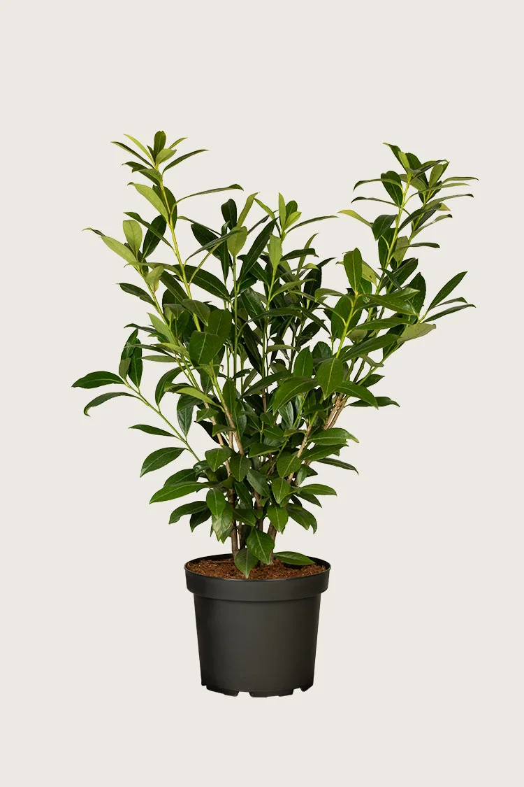 Laurbærhegg Caucasica 125cm Grenet | Plantinavia
