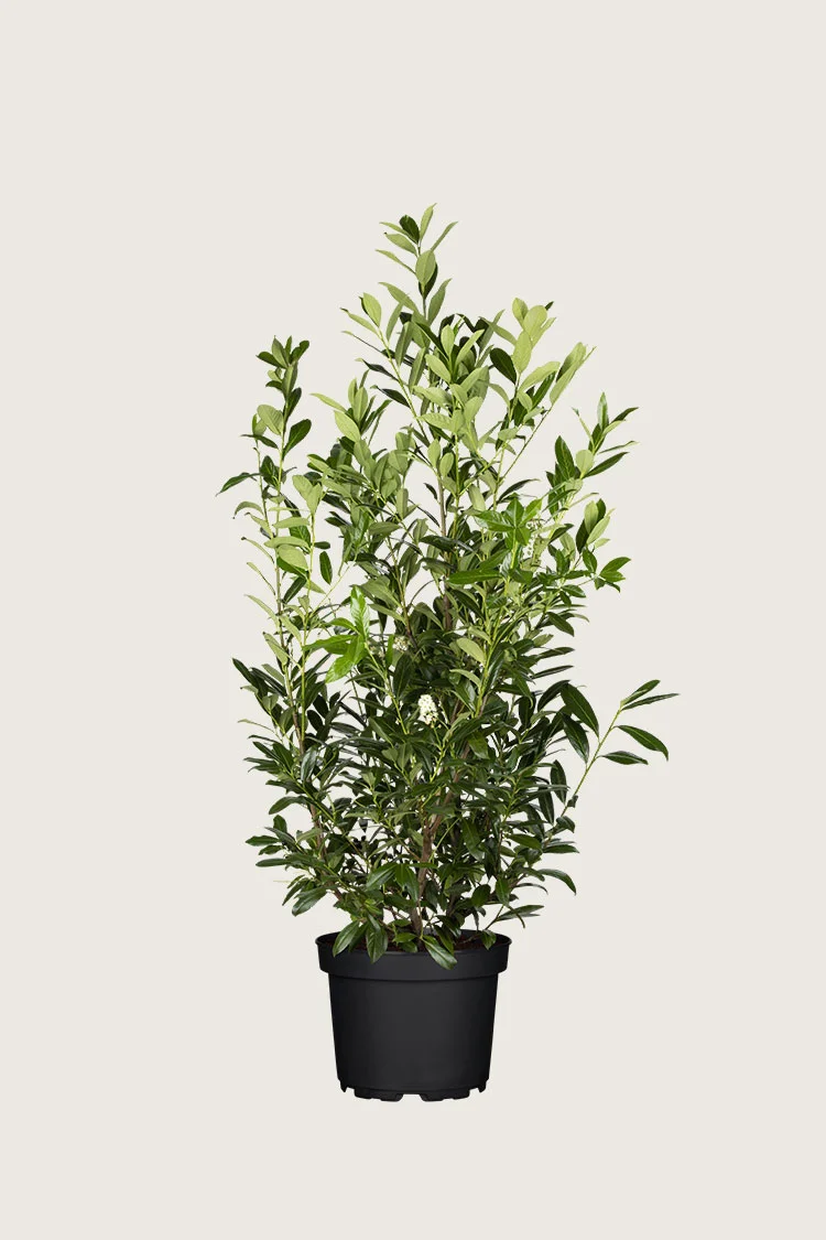 Laurbærhegg Caucasica 150cm Velgrenet | Plantinavia