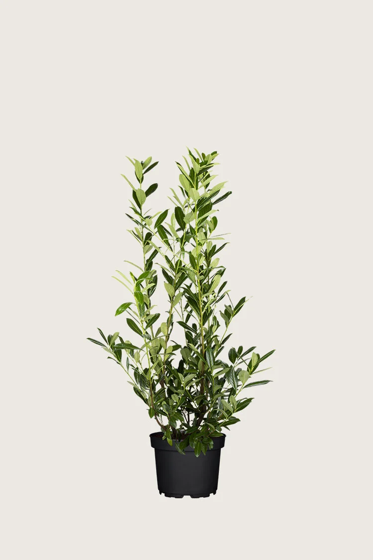 Laurbærhegg Caucasica 80cm Velgrenet | Plantinavia