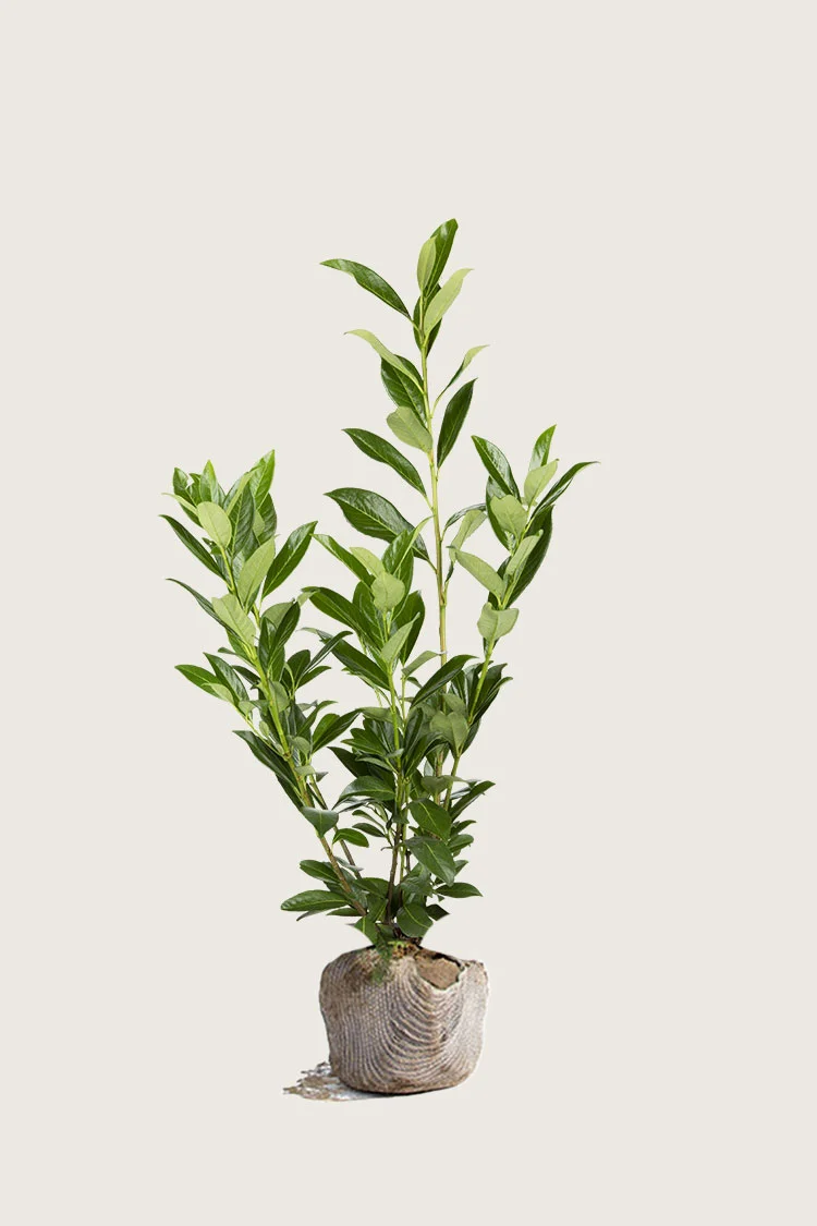 Laurbærhegg Caucasica 150cm Grenet | Plantinavia