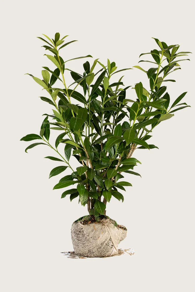 Laurbærhegg Caucasica 250cm Grenet | Plantinavia