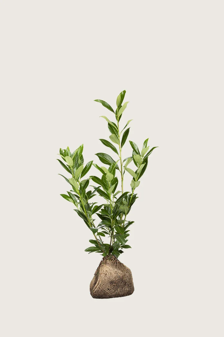 Laurbærhegg Caucasica 80cm Grenet | Plantinavia